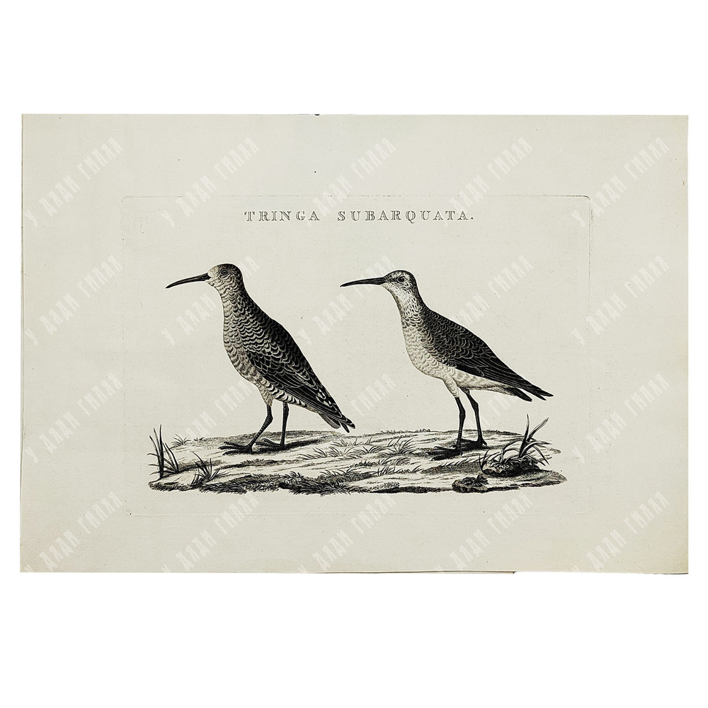 Зепп Ян. Птица кулик (самец и самка). Tringa Subarquata. Гравюра на меди. Амстердам, 1829 г.