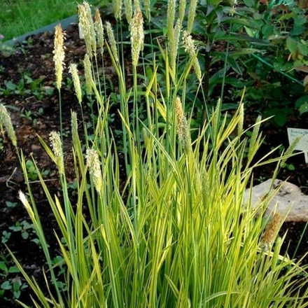 Лисохвост луговой "Aureovariegatus". Alopecurus pratensis "Aureovariegatus".