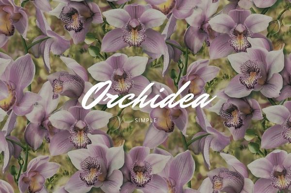 Коллекция обоев Orchidea