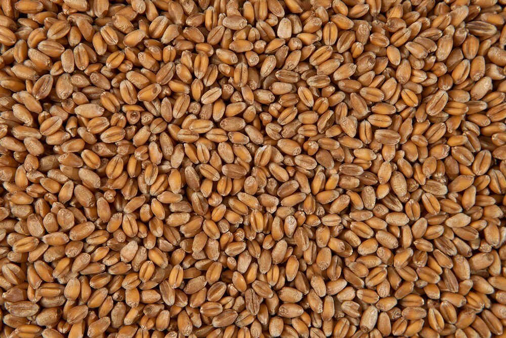 Зерно пшеницы Шугуровское цельное, пакет 5 кг