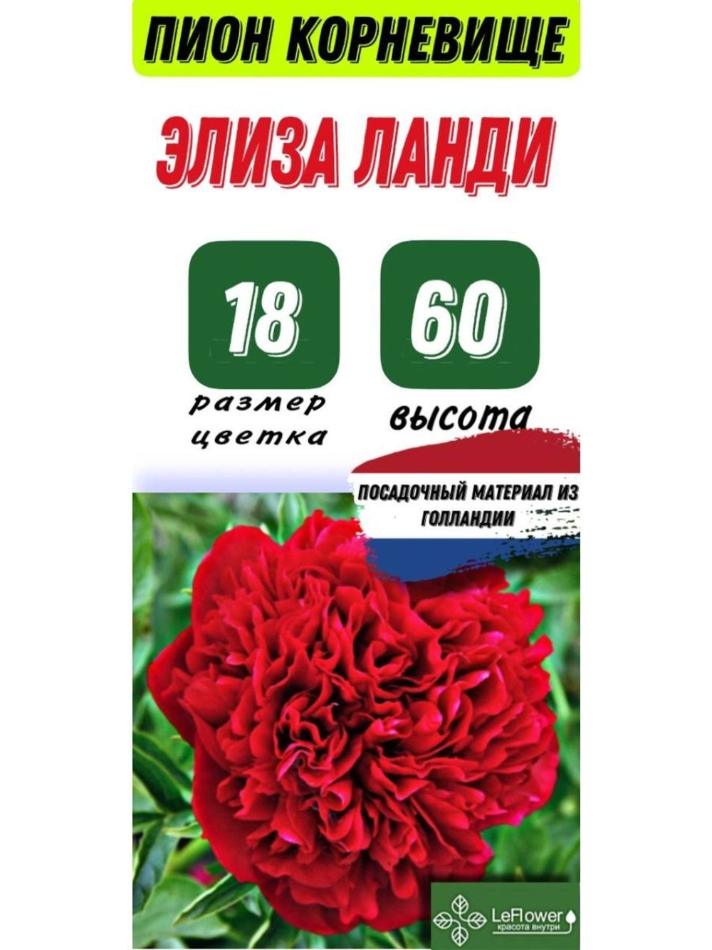 Пион Корневище, Элиза Ланди