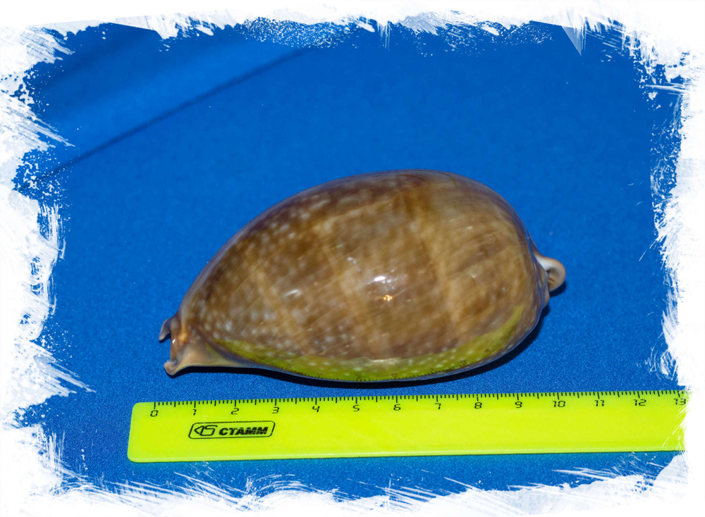 Ракушка Ципрея олень размер