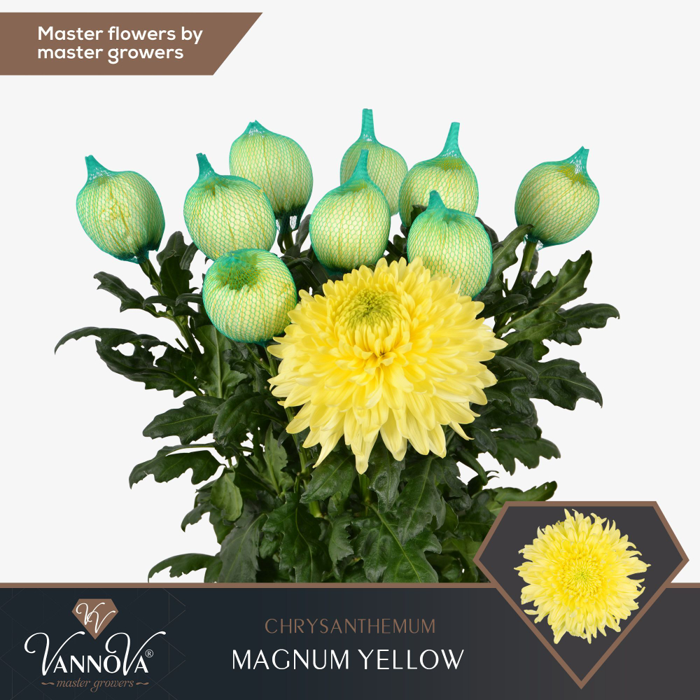 Magnum Yellow (NL)