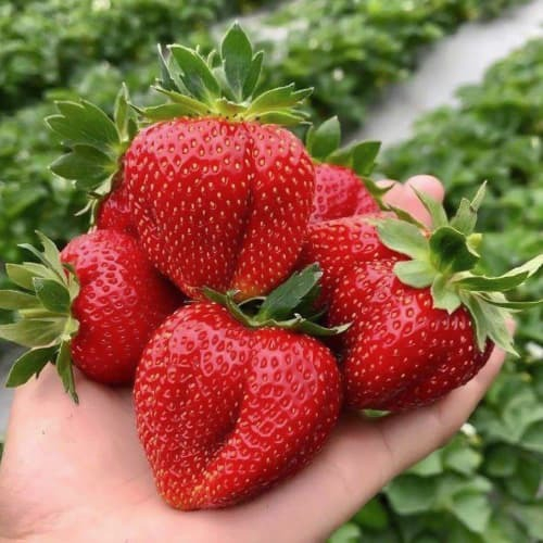 Хуми Гранде. Земляника крупноплодная