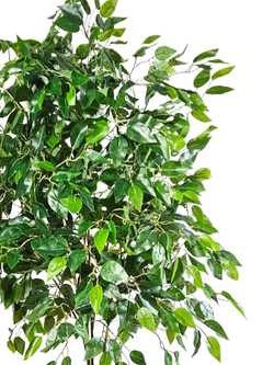 Искусственное растение Фикус Бенджамина зеленый 170см в высоком круглом кашпо