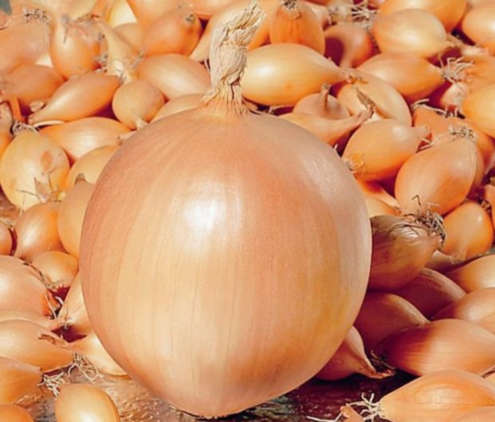 Лук-севок Корадо F1 0,5 кг