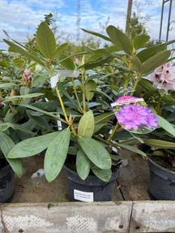 Рододендрон катевбинский Grandiflorum