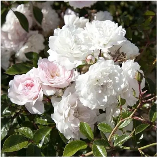 Роза СИИ Фом штамб 160-180 см Закупка М21