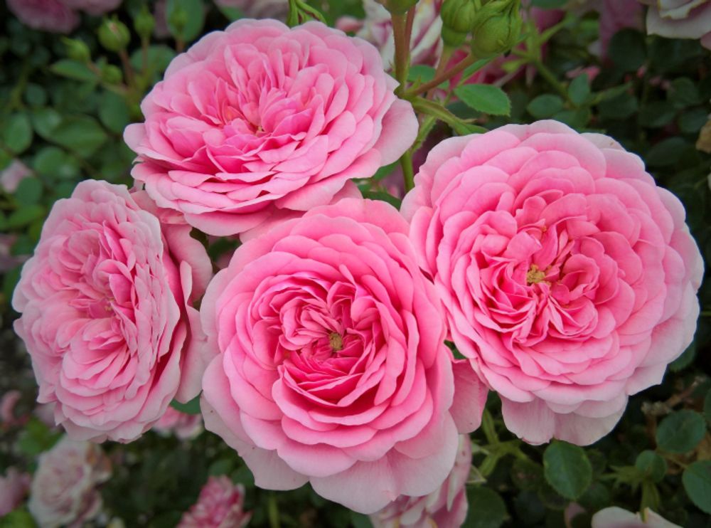 Старлет Роз Ева (Starlet-Rose Eva)