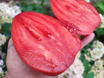 Рабочий выпуск пасты (Work release paste) сорт томата