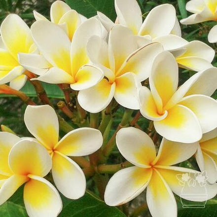 Плюмерия карликовая DWARF YELLOW