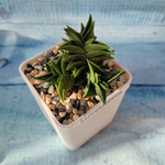 Haworthia Viscosa (Хавортия)