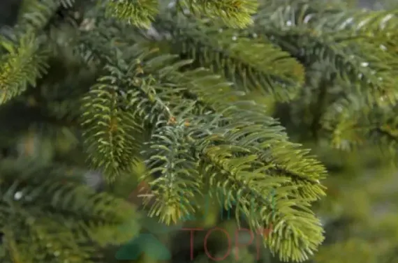 Искусственная ель Дворцовая в вазоне 100 см., 100% литая хвоя, Max Christmas (ЕДЛ1)