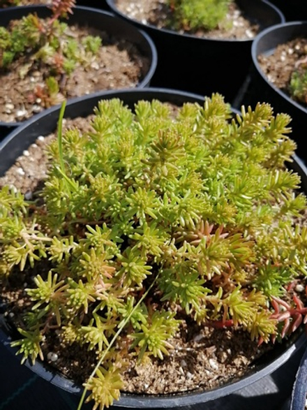 Очиток едкий (Седум) С2