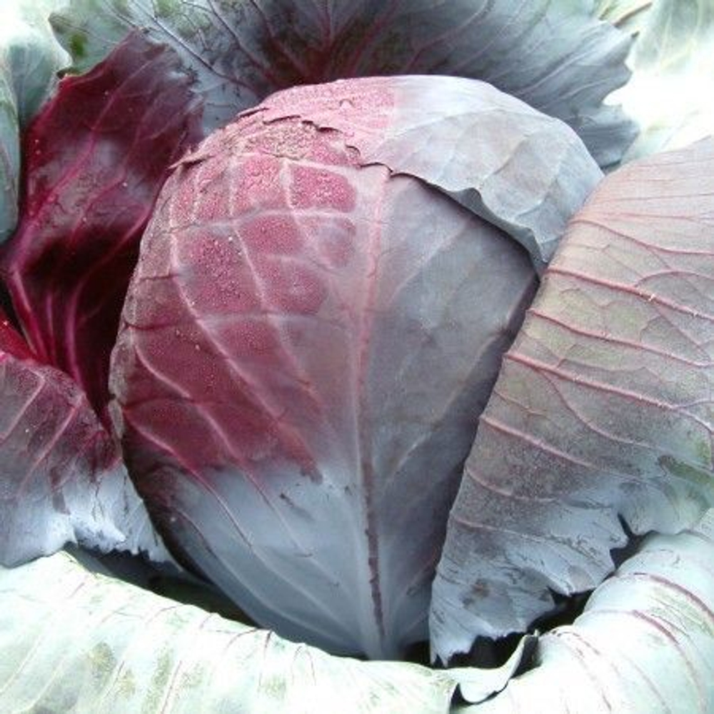 Рексома F1 семена капусты краснокочанной (Rijk Zwaan / Райк Цваан)