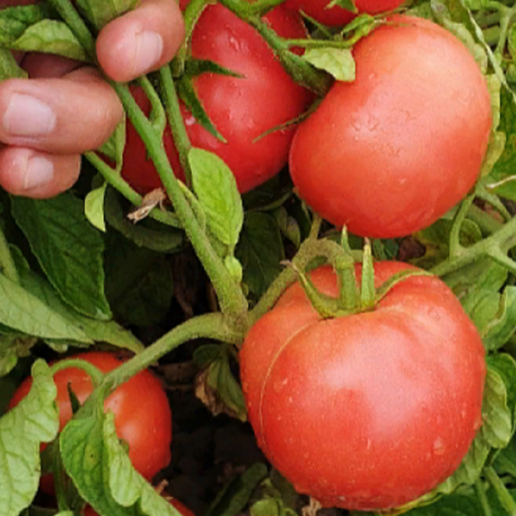 Пинкджейн F1 семена томата детерминантного (Enza Zaden / ALEXAGRO) культура – фото 3