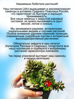 Молодило Кровельное каменная роза быстрорастущее
