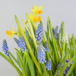 Композиция с первоцветами в синей корзине