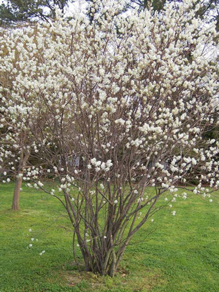 Ирга Нортлайн