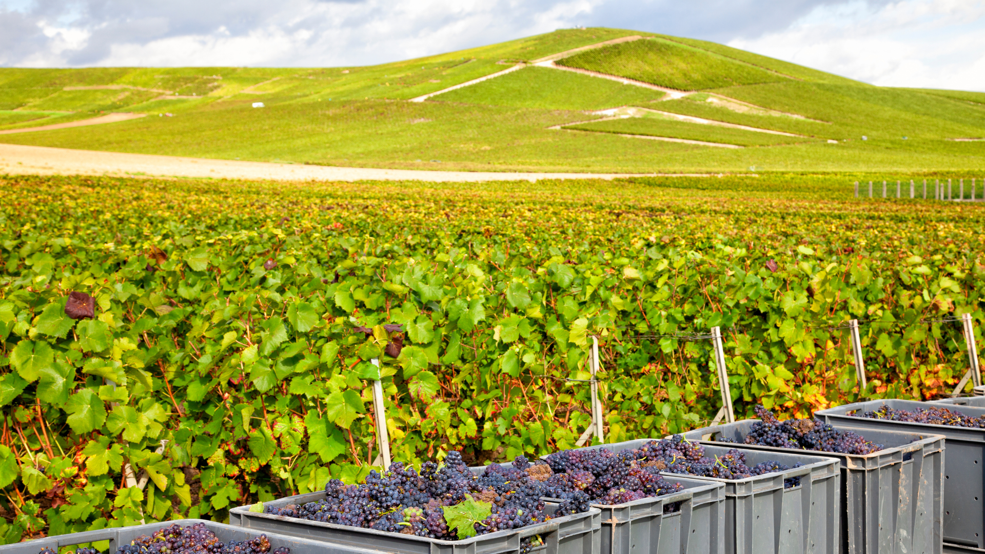 Искристые и утончённые