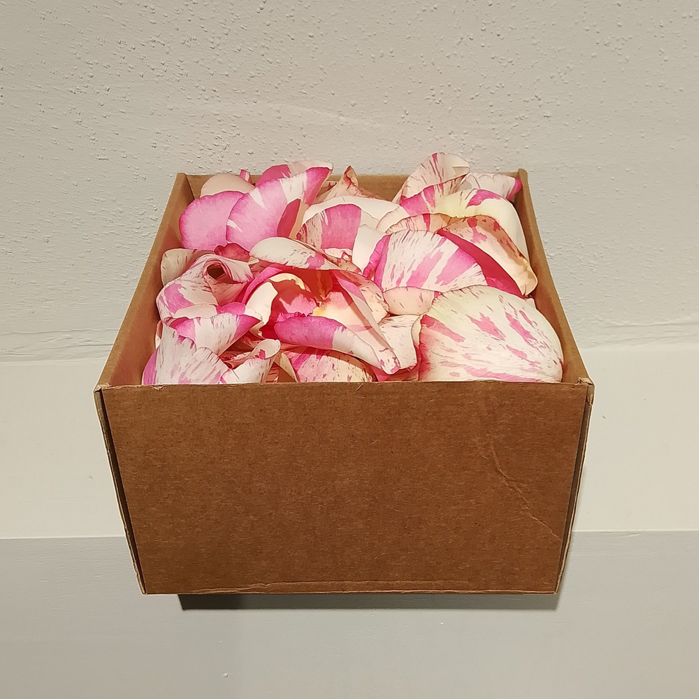 Лепестки живых роз