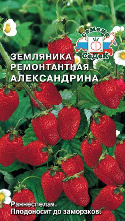 Земляника Александрина ( мелкоплодная ремонтант.) Седек