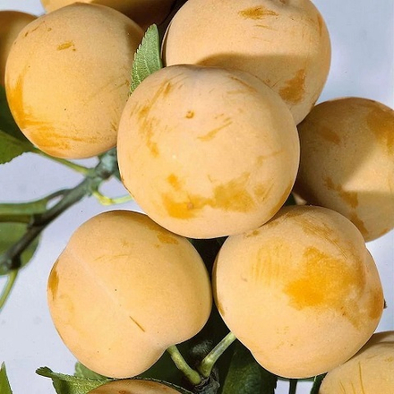 Слива ранняя Медовая