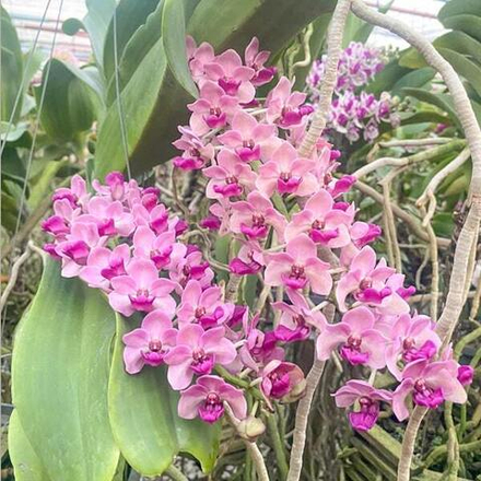 Ринхостилис RHY 14-NET CHANOK