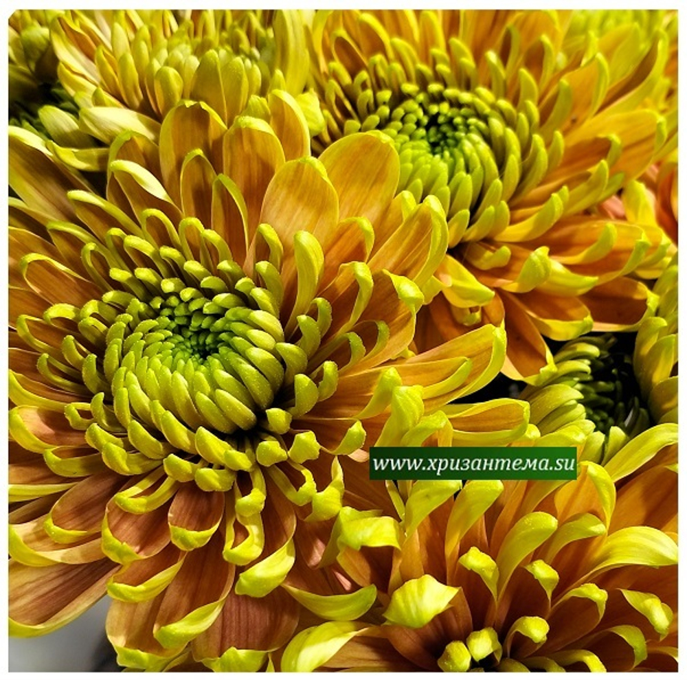 Хризантема крупноцветковая Rossano Elizabeth /О.101 /поставка весна 2026г/