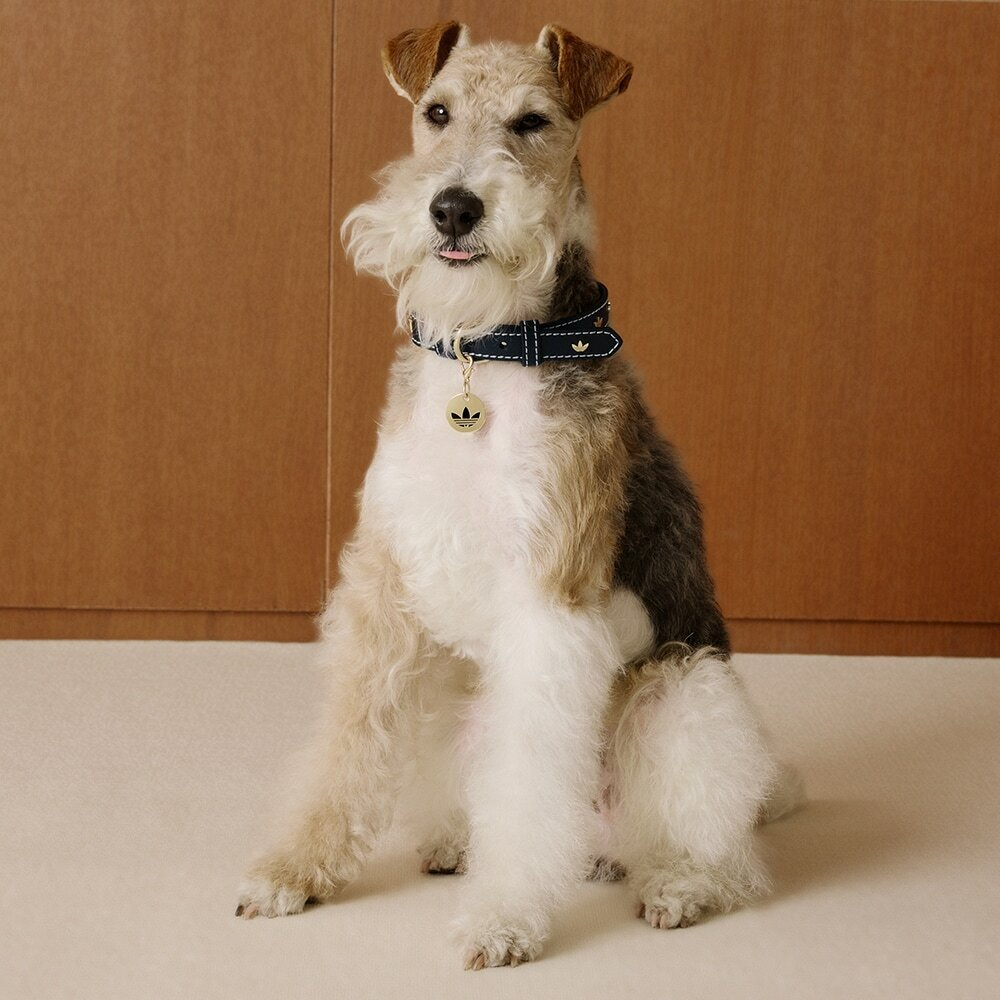 Ошейник для домашних животных Adidas Originals PET COLLAR