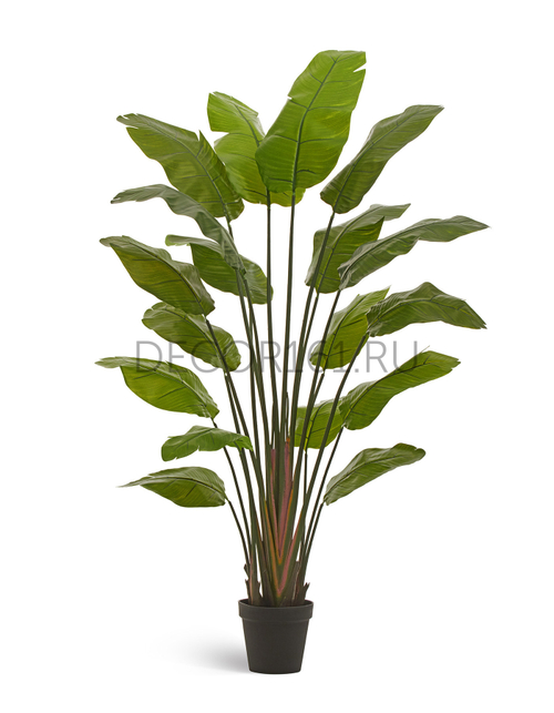 Стрелиция Traveller зелёная в-180 см (18 листов) (Sensitive Botanic) 1/1 10.011353N