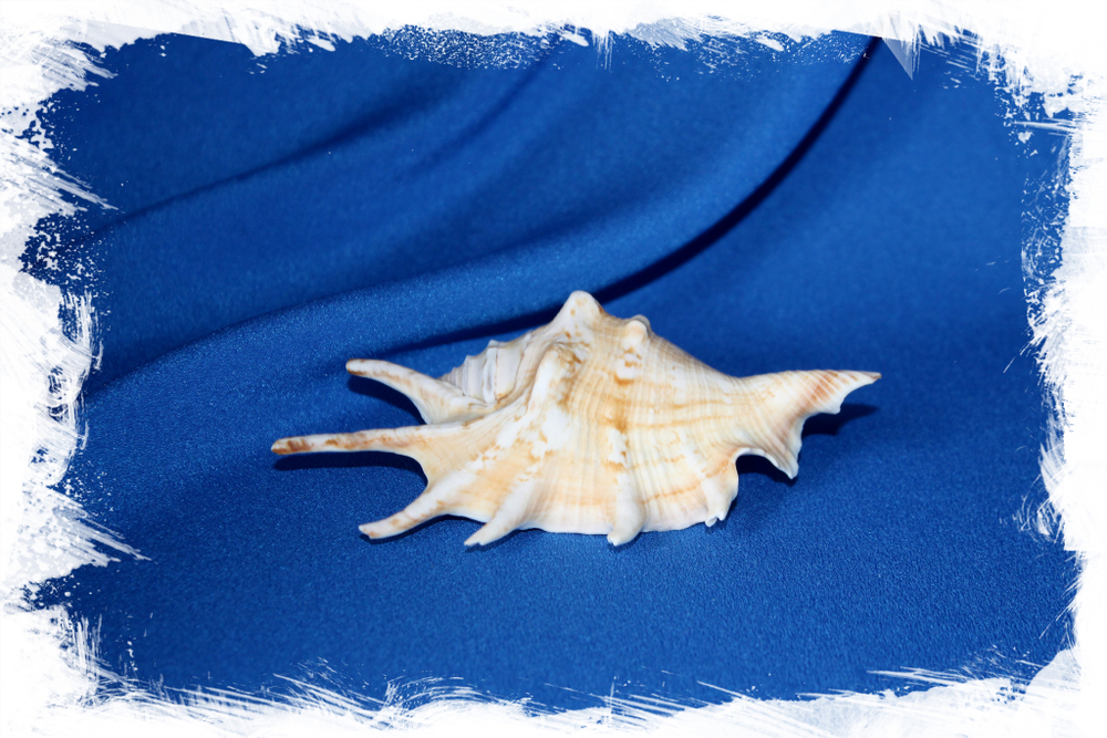 Ракушка Ламбис ламбис