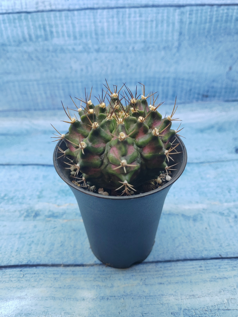 Gymnocalycium T-Rex Pink hybride (Гимнокалициум T-rex)