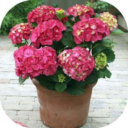 Forever & Ever Red/Фореве Энд Эвер Ред (Стандарт поставки Р9)2025г.