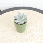 Пахиверия Экзотика