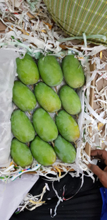 Индийский сорт МАНГО «Имам Пасанд», «Лангра» и «Алампур Банешан»