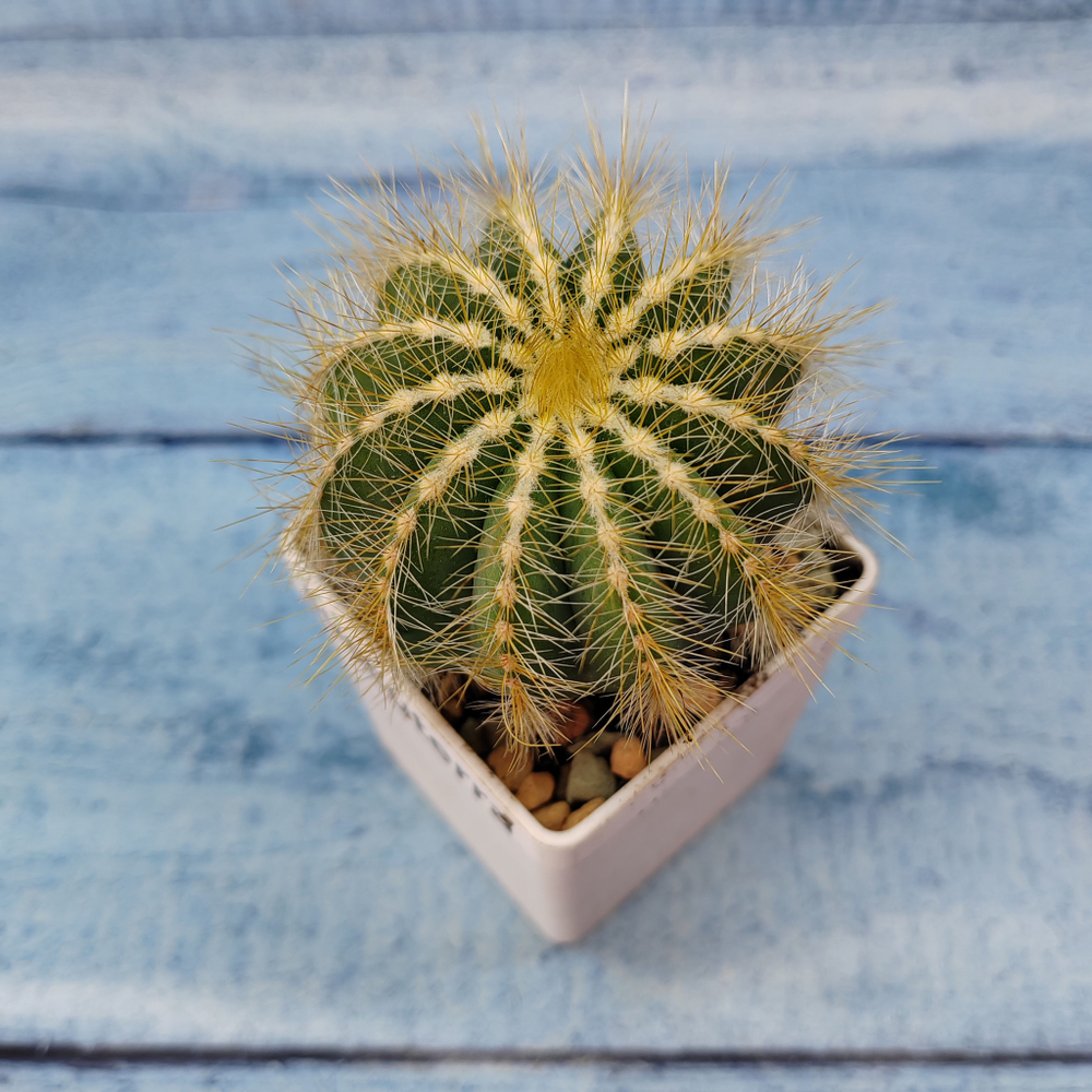 Notocactus Magnificus (Нотокактус)