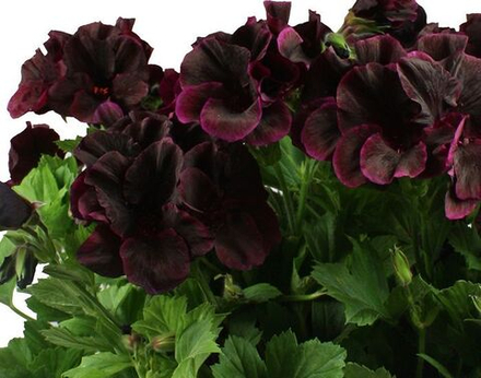ЕВРО Пеларгония королевская Novita classic Blacky укореннный черенок ОКС В наличии