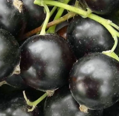 Ягодные кустарники ОКС конец апреля- май