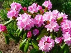 Рододендрон Кролова Бона С3 наличие
