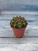 Gymnocalycium Friedrichii (Гимнокалициум)