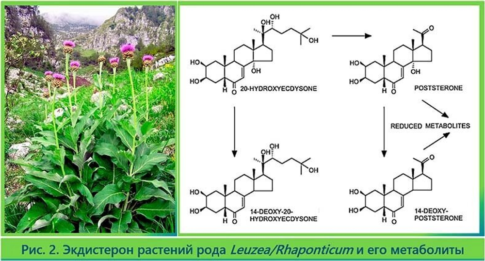 Экдистерон (20-hydroxyecdysone) - вещество синтеза левзеи и серпухи