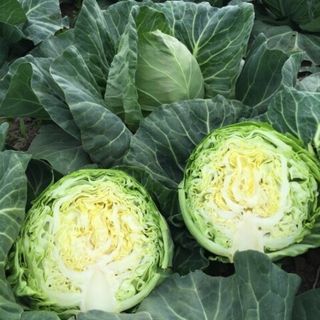 Капуста белокочанная  Пушма F1 100 (семян)