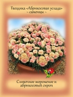 Гвоздика Абрикосовая услада Sweet Pleasure Aprikot
