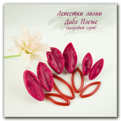 Лепестки лилии Дабл Плеже