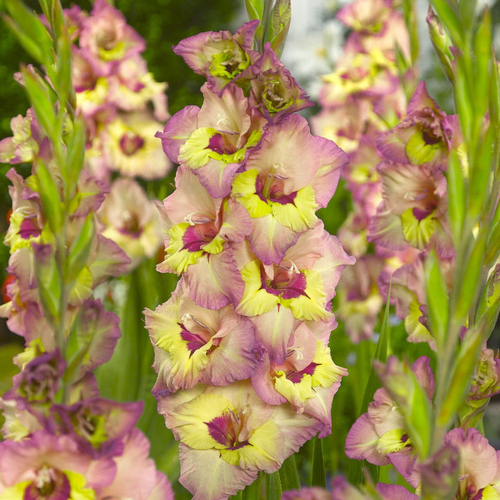 Гладиолус Мунлайт Шэдоу