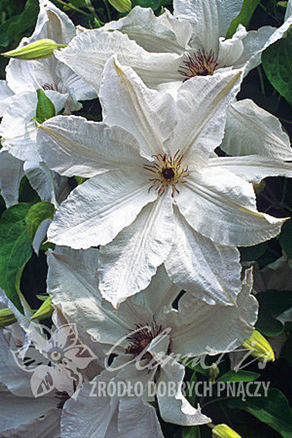 Клематис гибридный Бьютифул Брайд Закупка М33 апрель 2026