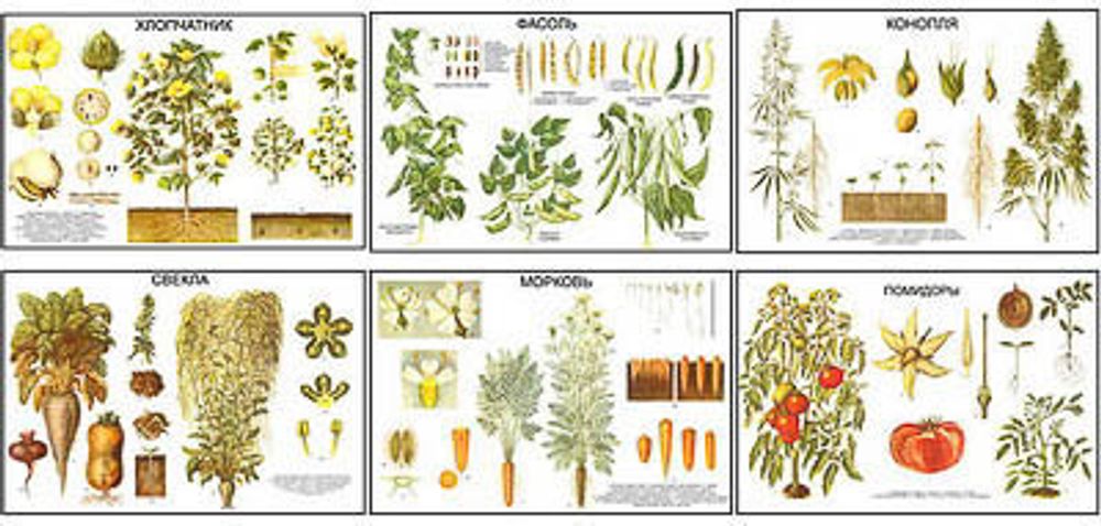Плакаты ПРОФТЕХ &quot;Классификация растений&quot; (10 пл, винил, 70х100)