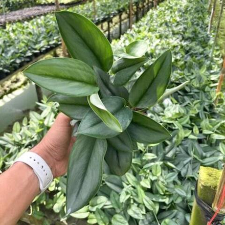 Сциндапсус TREUBI