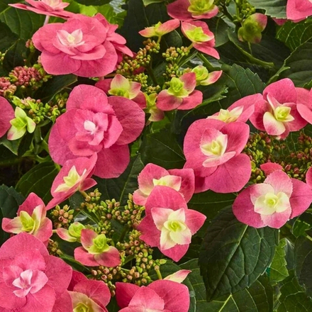 Flame Hot Pink'/ Флэйм Хот Пинк (Стандарт поставки Р9)2025г.